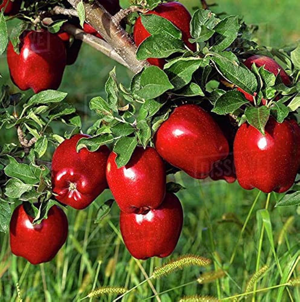 Red Apple Plants